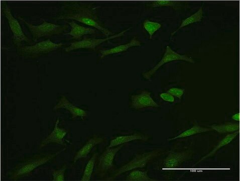 Monoclonal Anti-DYNLL1, (N-terminal) antibody produced in mouse clone 1H7, purified immunoglobulin, buffered aqueous solution