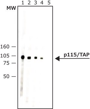 Monoclonal Anti-p115/TAP antibody produced in mouse clone 5D6, purified immunoglobulin, buffered aqueous solution