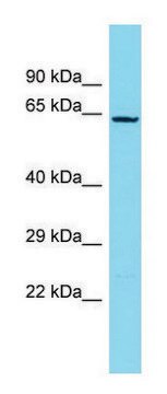 Anti-NDNF (C-terminal) antibody produced in rabbit affinity isolated antibody