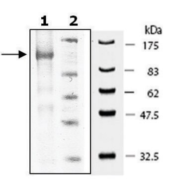 PDE5A1 active murine recombinant, expressed in baculovirus infected Sf9 cells, &#8805;70% (SDS-PAGE)