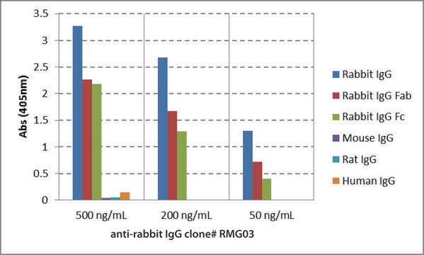 Anti-Rabbit IgG antibody, Goat monoclonal recombinant, expressed in HEK 293 cells, clone RMG03, purified immunoglobulin