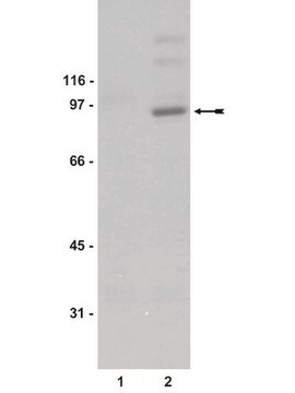 Anti-Phospho-STAT1(Tyr701)-Antikörper Upstate&#174;, from rabbit