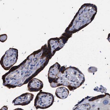 Anti-SVEP1 antibody produced in rabbit Prestige Antibodies&#174; Powered by Atlas Antibodies, affinity isolated antibody, buffered aqueous glycerol solution, Ab1