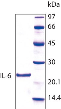 Interleukin-6 human IL-6, recombinant, expressed in E. coli, lyophilized powder, suitable for cell culture