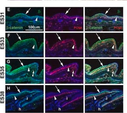 Anti-PCNA Antibody, clone PC10 clone PC10, Chemicon&#174;, from mouse