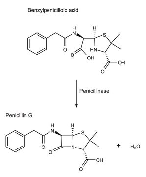 Penicillinase from Bacillus cereus lyophilized powder, 1,500-3,000&#160;units/mg protein (using benzylpenicillin)