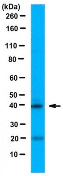 Anti-NeuroD1 Antibody serum, from rabbit