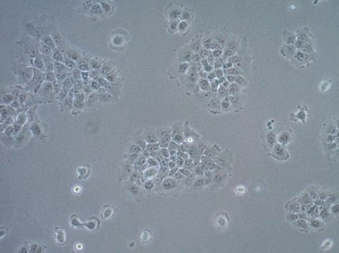 UM-SCC-17B Squamous Carcinoma Cell Line UM-SCC-17B is a unique head and neck squamous carcinoma cell line derived from the metastatic neck tumor of a 48-year old female patient and is a suitable in vitro model of H&amp;N carcinoma studies.