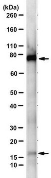 Anti-SUMO-1 Antibody, clone 21C7 clone 21C7, from mouse