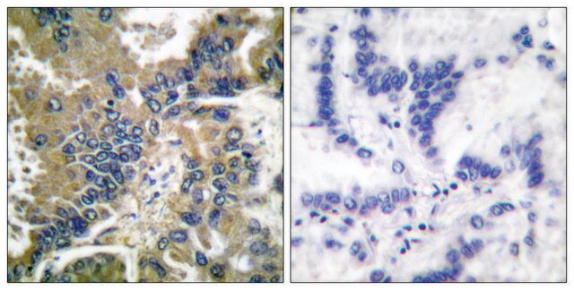 Anti-CASP-1 (Cleaved-Asp210) antibody produced in rabbit affinity isolated antibody