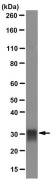 Anti-Tryptase Antibody, Mast Cell, clone G3 clone G3, Chemicon&#174;, from mouse