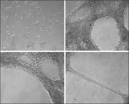 ECM Gel from Engelbreth-Holm-Swarm murine sarcoma liquid, BioReagent, suitable for cell culture