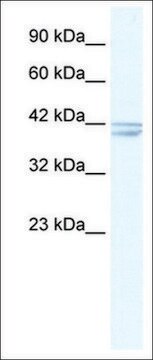 Anti-CHRNA7 IgG fraction of antiserum