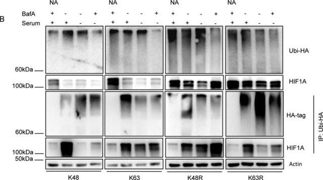 Anti-Ubiquitin Antibody, Lys63-Specific, clone Apu3, rabbit monoclonal clone Apu3, from rabbit