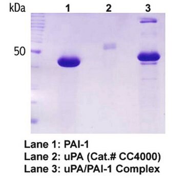 Human Plasminogen activator inhibitor-1, recombinant