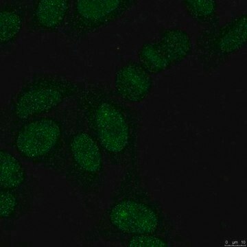 Anti-SUMO-2/3 Antibody, clone 8A2 clone 8A2, from mouse