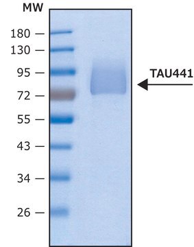 Tau-441 human recombinant, lyophilized powder, expressed in HEK 293 cells, &#8805;95% (SDS-PAGE)