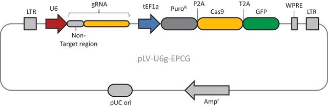 CRISPR-Lenti Non-Targeting Control Plasmid