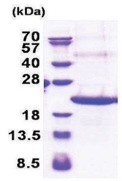 TREM2 human recombinant, expressed in E. coli, &#8805;90% (SDS-PAGE)