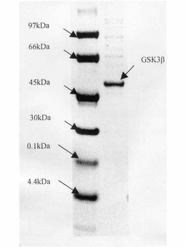 GSK3&#946; Protein, active, 10 &#181;g Active, N-terminal His6-tagged recombinant human GSK3&#946; with an H350L mutation, for use in Kinase Assays.