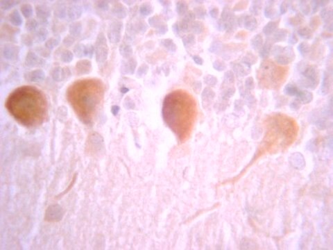 Anti-G Protein Gi&#945; 1/2 Antibody from rabbit