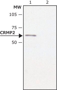 Anti-CRMP2 in Kaninchen hergestellte Antikörper ~1.0&#160;mg/mL, affinity isolated antibody, buffered aqueous solution