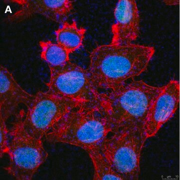 Anti-Cryptochrome-1 Antibody, clone 2C22 ZooMAb&#174; Rabbit Monoclonal recombinant, expressed in HEK 293 cells