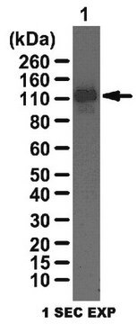 Anti-LSD1 Antibody from rabbit, purified by affinity chromatography