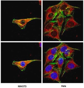 Anti-Cre Recombinase Antibody, clone 2D8 ascites fluid, clone 2D8, Chemicon&#174;