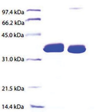 Apolipoprotein E aus Humanplasma &#8805;95% (SDS-PAGE)