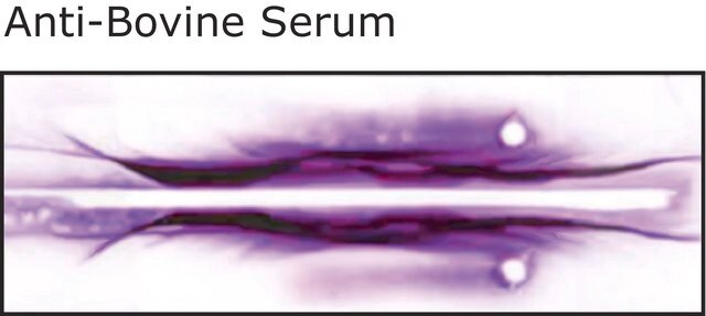 Anti-Bovine Serum antibody produced in rabbit whole antiserum