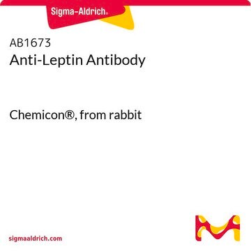 Anti-Leptin Antibody Chemicon&#174;, from rabbit