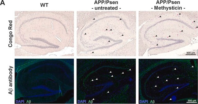 Anti-Beta-Amyloid 1-42-Antikörper Chemicon&#174;, from rabbit