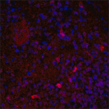 Anti-VAChT (C-terminal) antibody produced in rabbit IgG fraction of antiserum