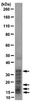 Anti-Histone Antibody, Pan, clone F152.C25.WJJ clone F152C25W, from mouse