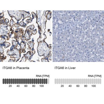 Anti-ITGA6 antibody produced in rabbit Prestige Antibodies&#174; Powered by Atlas Antibodies, affinity isolated antibody, buffered aqueous glycerol solution