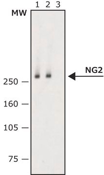 Monoclonal Anti-NG2 antibody produced in mouse clone 132.38, purified immunoglobulin, buffered aqueous solution