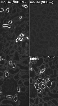 Anti-Thiazid-sensitiver NaCl-Cotransporter-Antikörper Chemicon&#174;, from rabbit