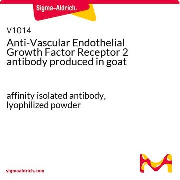 Anti-Vascular Endothelial Growth Factor Receptor 2 antibody produced in goat affinity isolated antibody, lyophilized powder