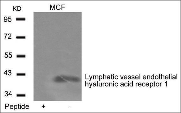 Anti-LYVE1 antibody produced in rabbit affinity isolated antibody