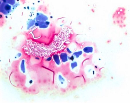 Gram&#8242;s decolorizing solution for the Gram staining method