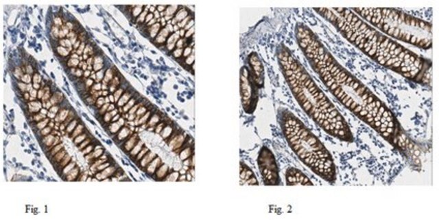 Anti-Muc4 Antibody, clone 8G7 clone 8G7, from mouse