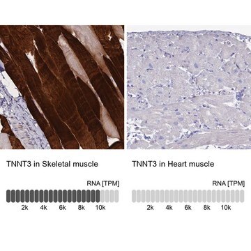 Anti-TNNT3 antibody produced in rabbit Prestige Antibodies&#174; Powered by Atlas Antibodies, affinity isolated antibody, buffered aqueous glycerol solution