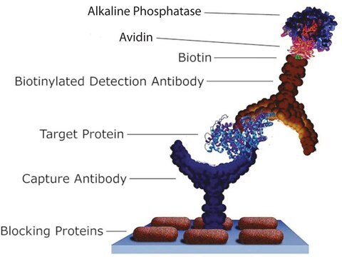 Avidin-alkalische Phosphatase buffered aqueous solution