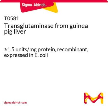 Transglutaminase from guinea pig liver &#8805;1.5&#160;units/mg protein, recombinant, expressed in E. coli