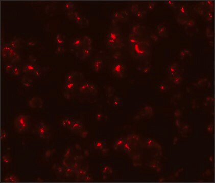 Anti-OCIAD1 antibody produced in rabbit affinity isolated antibody, buffered aqueous solution