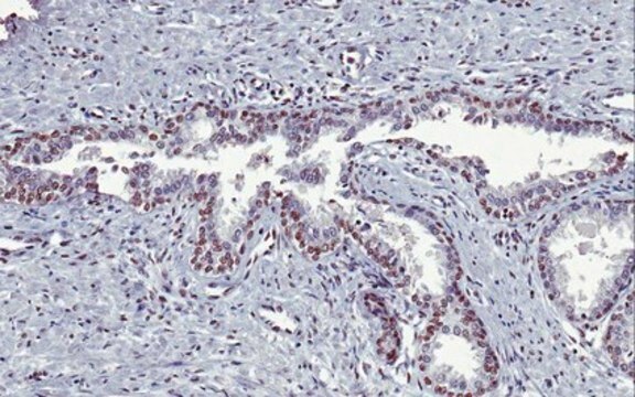 Sheep Anti-Mouse IgG Antibody, Species absorbed, Biotin conjugate from sheep, biotin conjugate