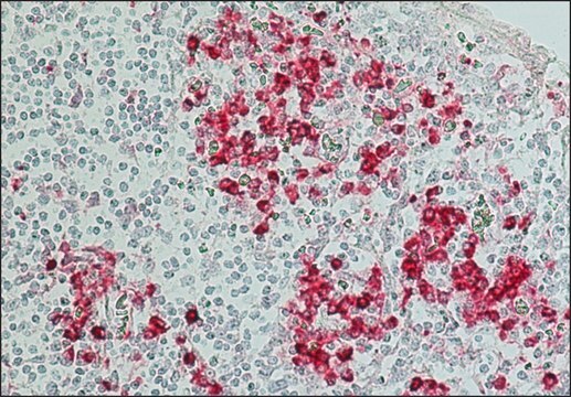 Anti-Human IgG (Fc specific)&#8722;Alkaline Phosphatase antibody produced in goat affinity isolated antibody, buffered aqueous solution