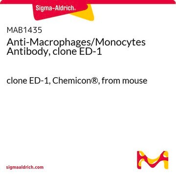 Anti-Macrophages/Monocytes Antibody, clone ED-1 clone ED-1, Chemicon&#174;, from mouse