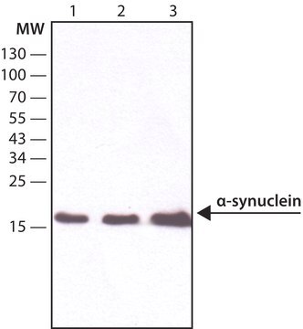 Anti-&#945;-Synuclein antibody, Mouse monoclonal clone Syn211, purified from hybridoma cell culture